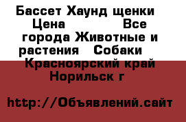 Бассет Хаунд щенки › Цена ­ 20 000 - Все города Животные и растения » Собаки   . Красноярский край,Норильск г.